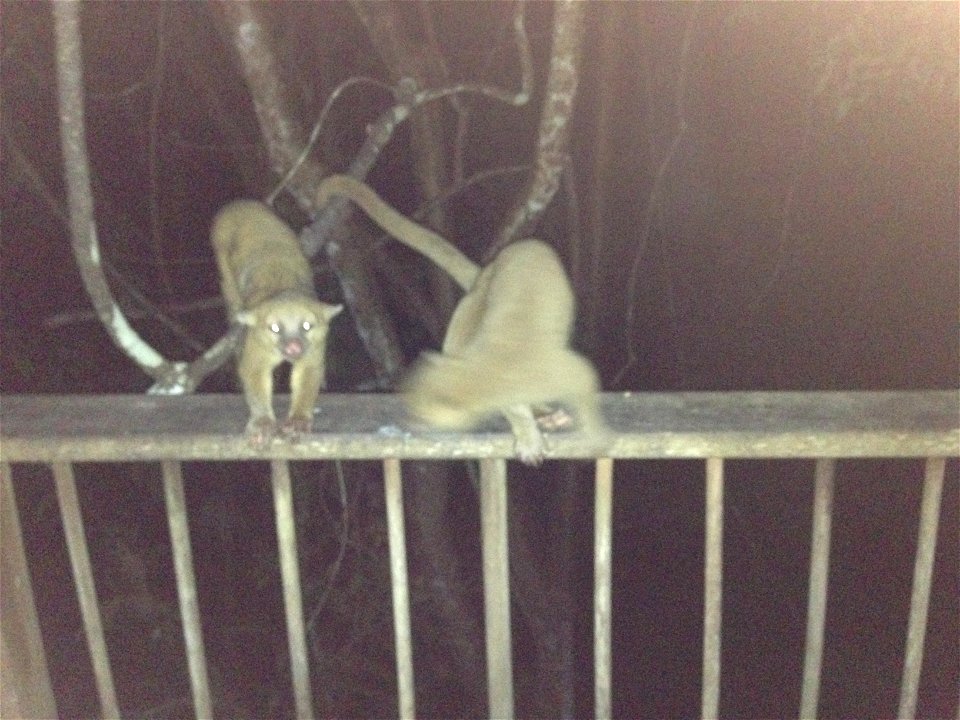 Kinkajou