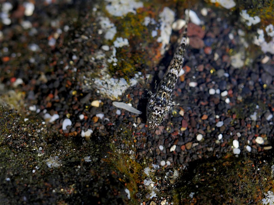 Poisson dans l'eau (La Réunion)