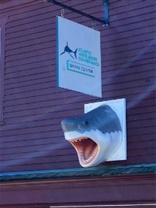 Atlantic White Shark Conservancy