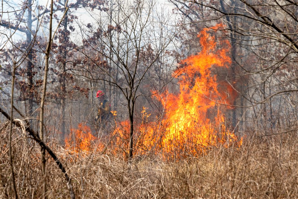 Prescribed Fire in Oak Barren photo