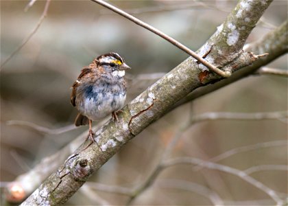 White-Throated Sparrow photo