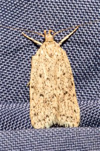 moth - Oecophoridae sp.