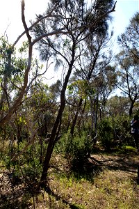 2022 site 1, NW cnr, tree 3