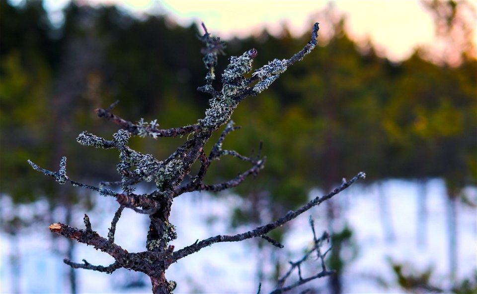 Twig covered in moss