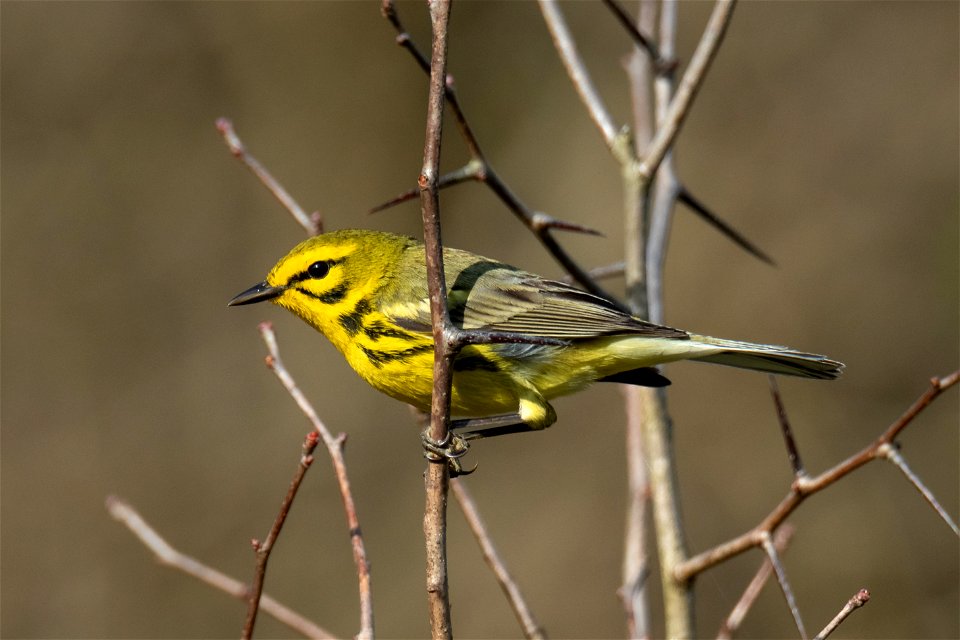 Prairie Warbler photo