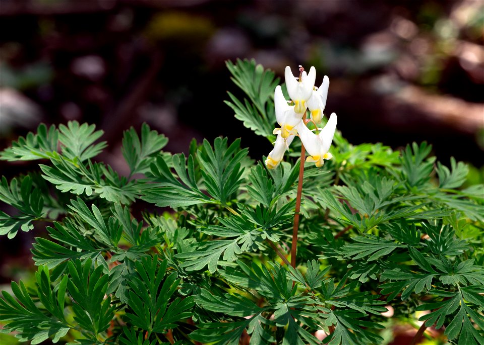 Dutchman's Breeches (Dicentra cucullaria)