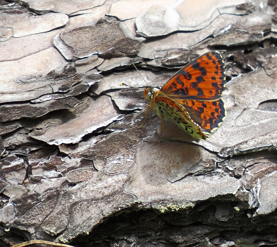 Melitaea Didyma butterfly