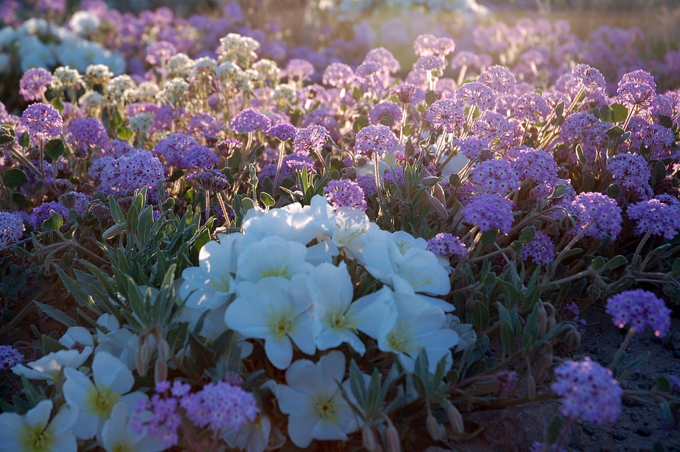 Kelso Dunes Wildflowers