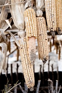 Corn cobs used for decoration, Butuceni, Orheiul Vechi
