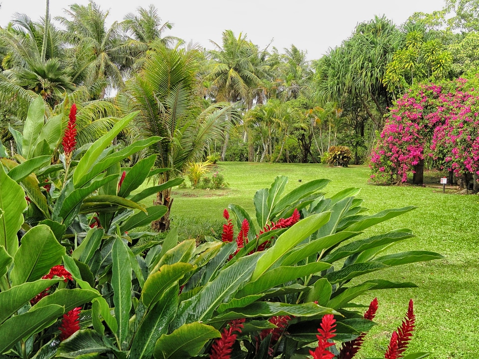 tropical garden amidst lush greenery