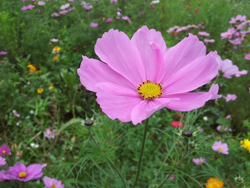 Floral plant natural