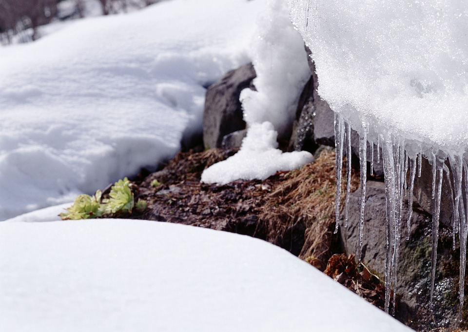 Icicles on ruche in the forest