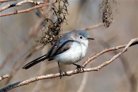 Blue-Gray Gnatcatcher photo