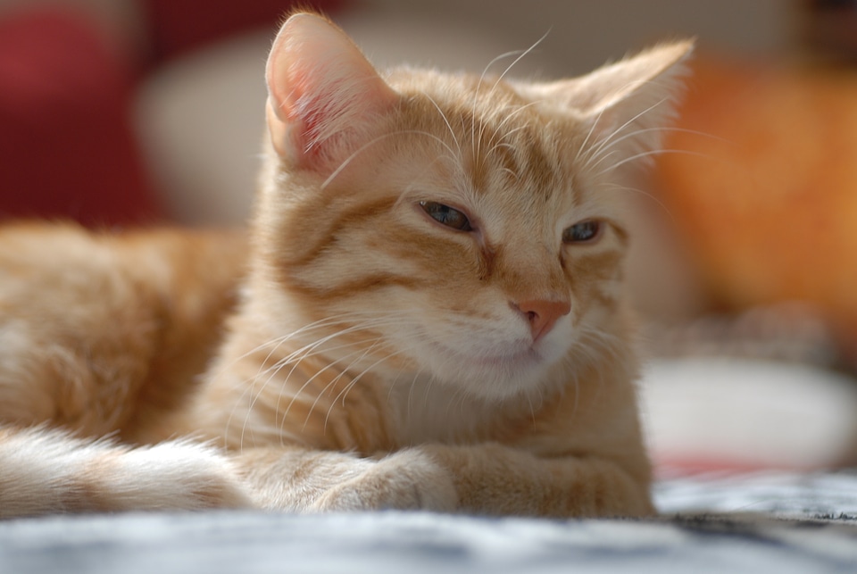 European shorthair cat