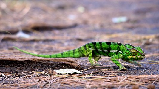 Endormi mâle ( La Réunion )