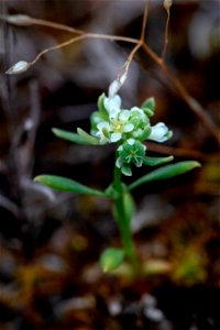 Poranthera microphylla