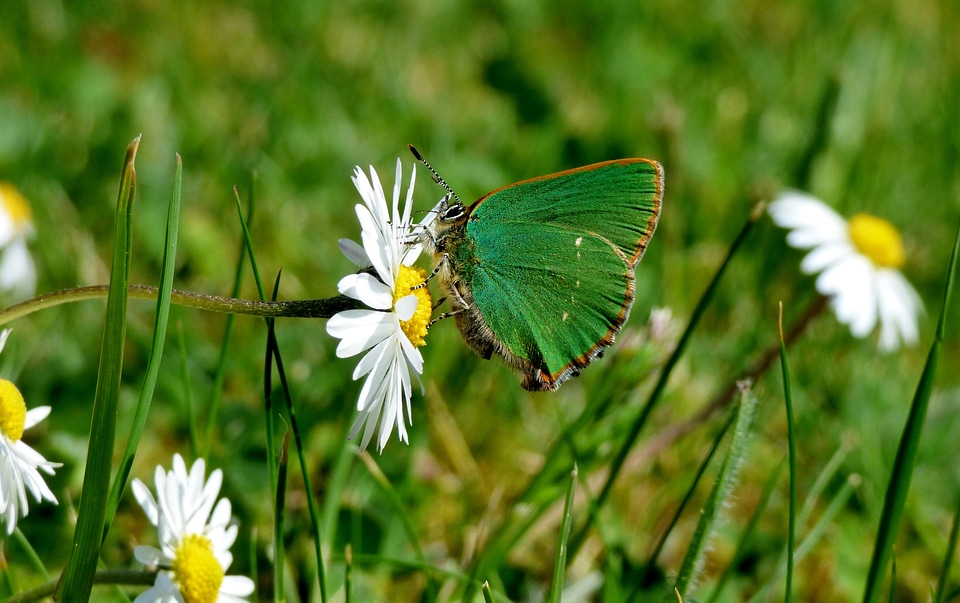 Butterfly green butterfly daisy