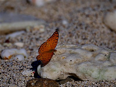 Papillon léopard (La Réunion)
