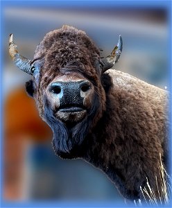 Bison photo