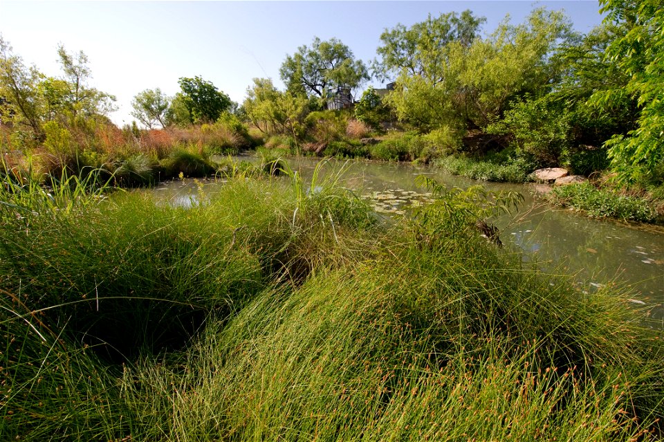 Plants of Spring Creek