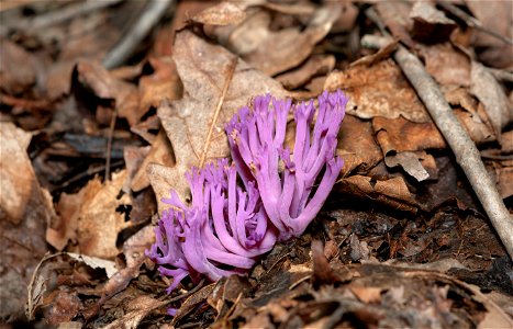 Violet Coral (Clavaria zollingeri)