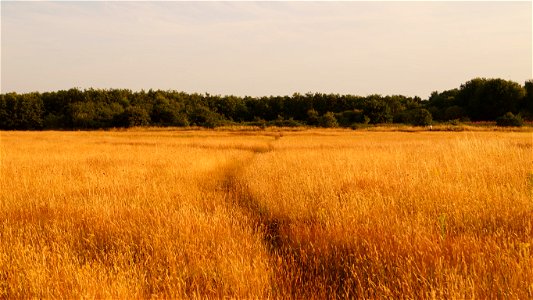 Yate Common
