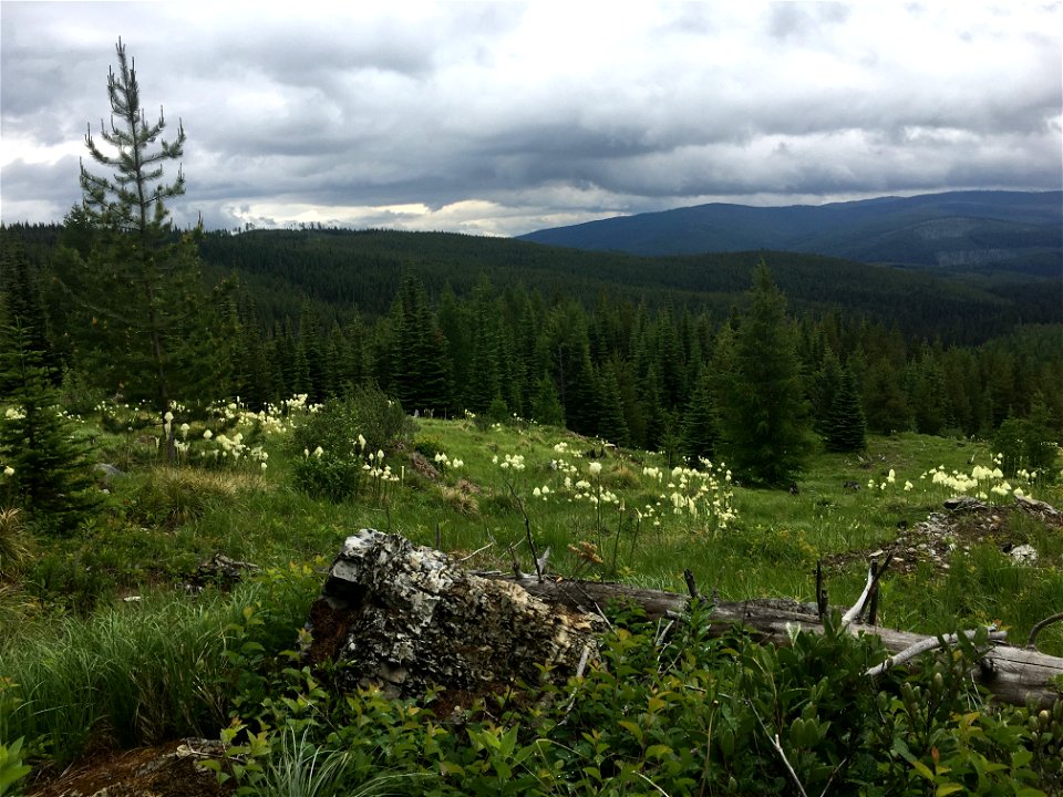 TallyLakeRd-FlatheadNF-001