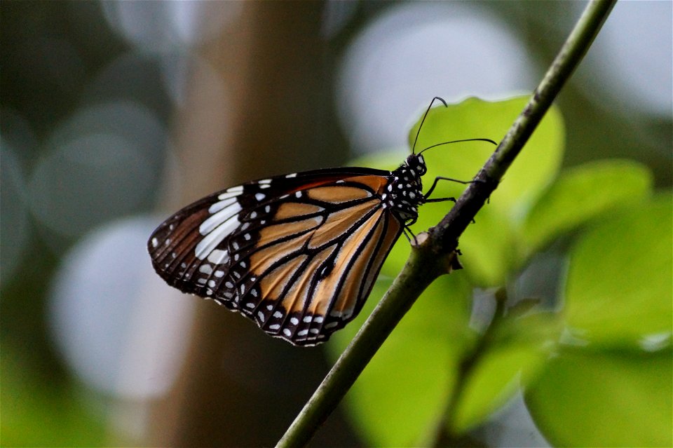 Butterfly photo