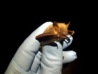 Tricolored bat (Perimyotis subflavus)