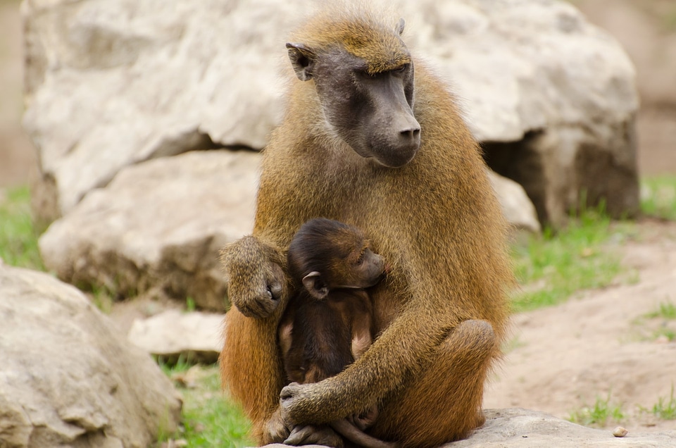 young olive baboons sitting on a stone