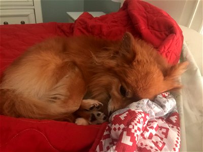 Bandit Chihuahua Dog Snuggling