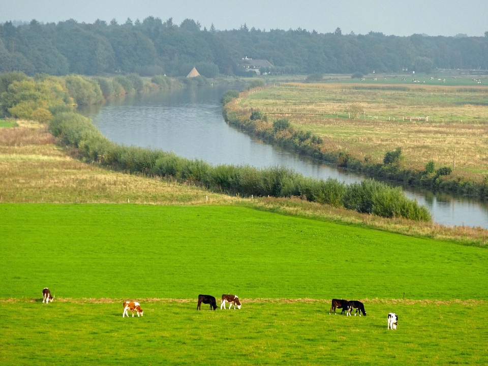cows on the banks of a large river in the Germany