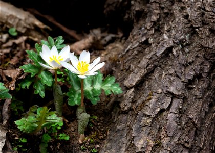 Bloodroot (Sanguinaria canadensis) photo