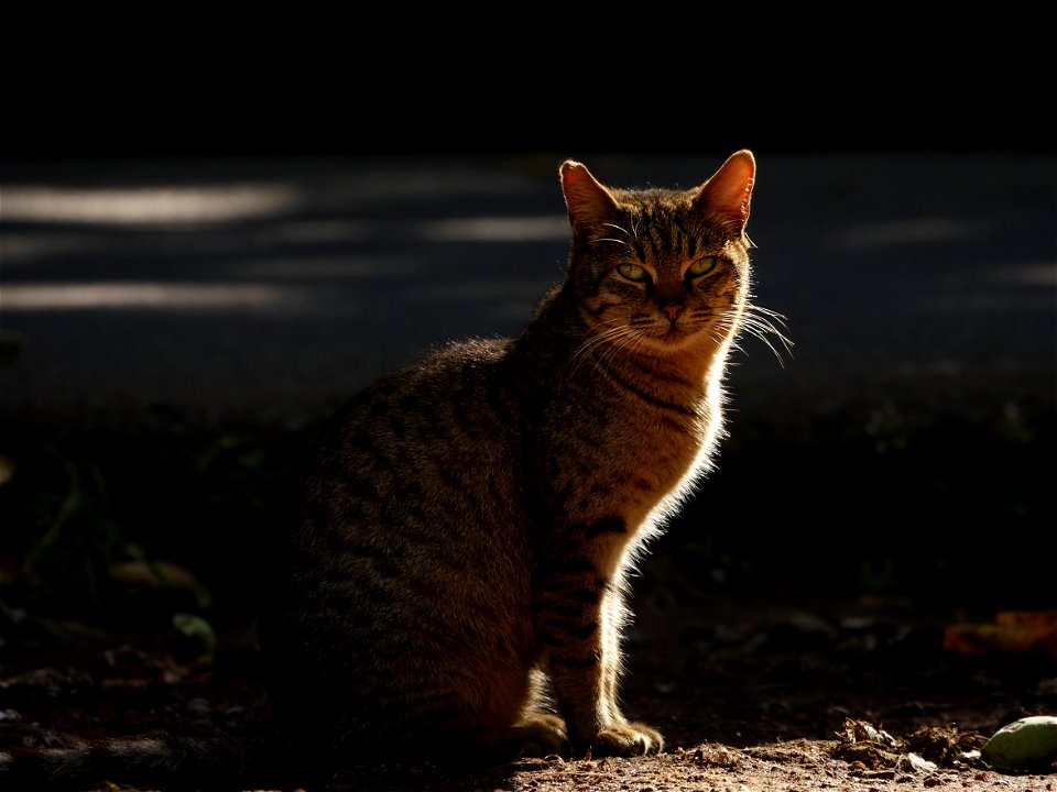 Chat de Grand Anse