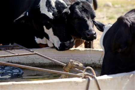 Cattle surrounding a water facility enjoying clean cool water.