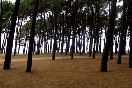Pinus pinea