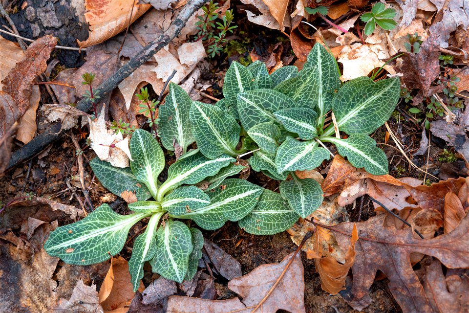 Downy Rattlesnake Plantain (Goodyera pubescens)