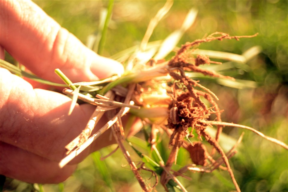 ConvTillWheatRoots