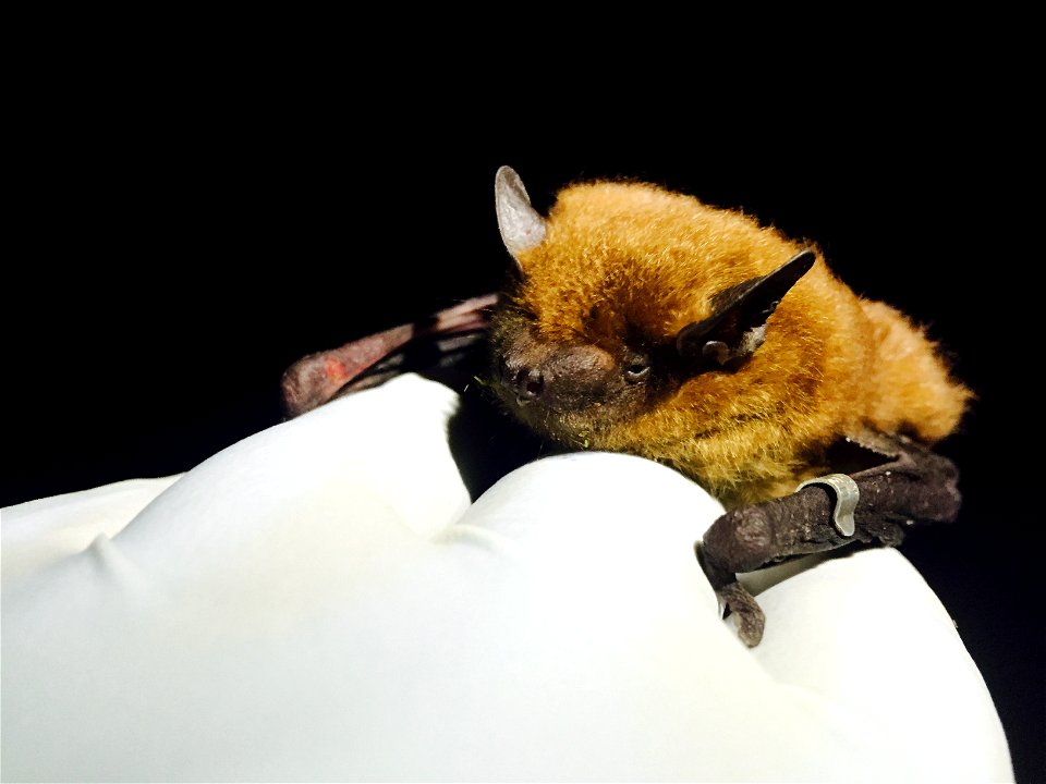 Big brown bat (Eptesicus fuscus)