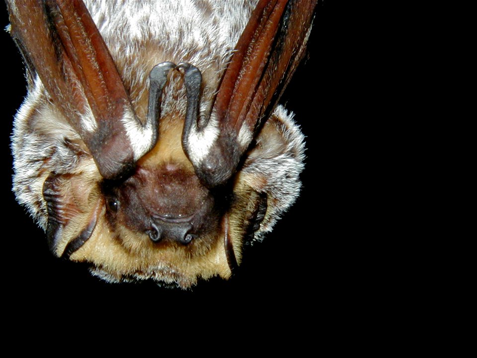 Hoary bat (Lasiurus cinereus) closeup_03