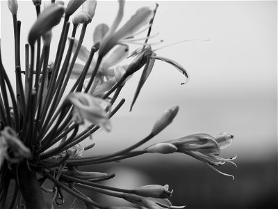Coogee Seaside IV