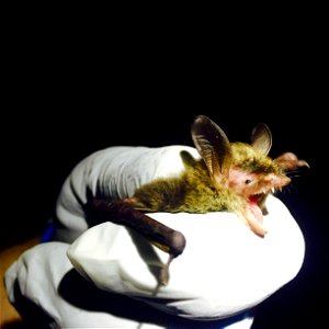 Northern long-eared bat (Myotis septentrionalis)