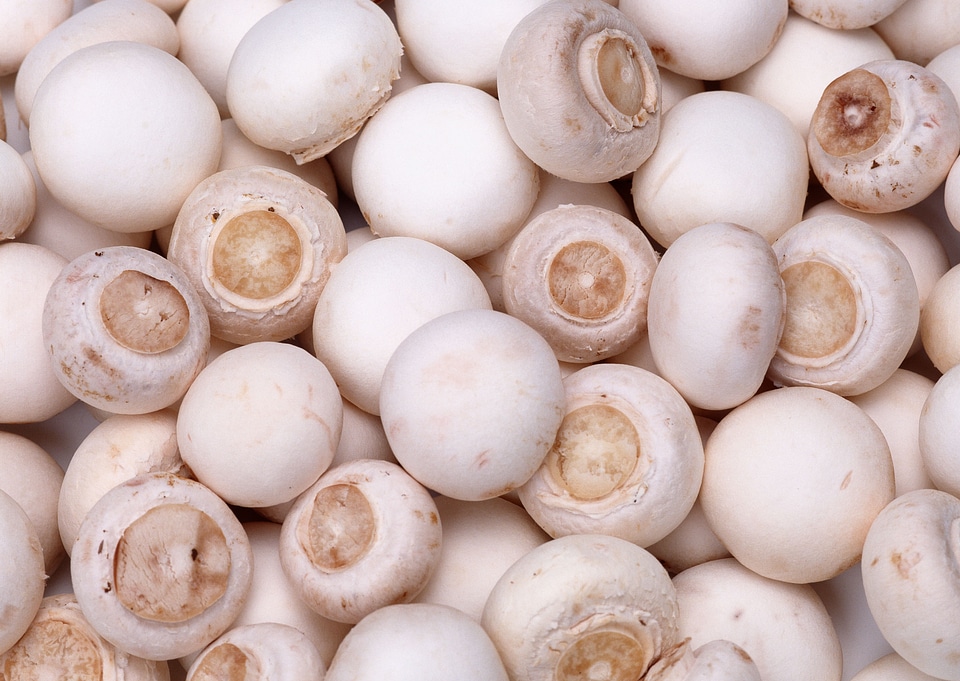 background of fresh whole mushrooms