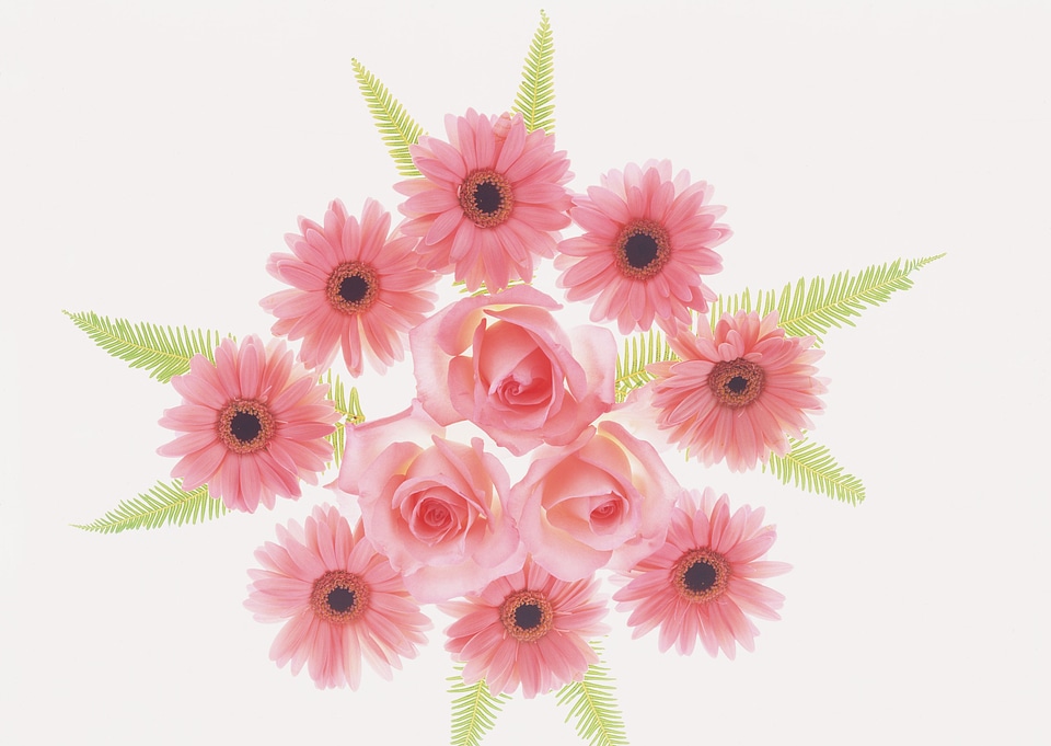 Blooming beautiful pink flower