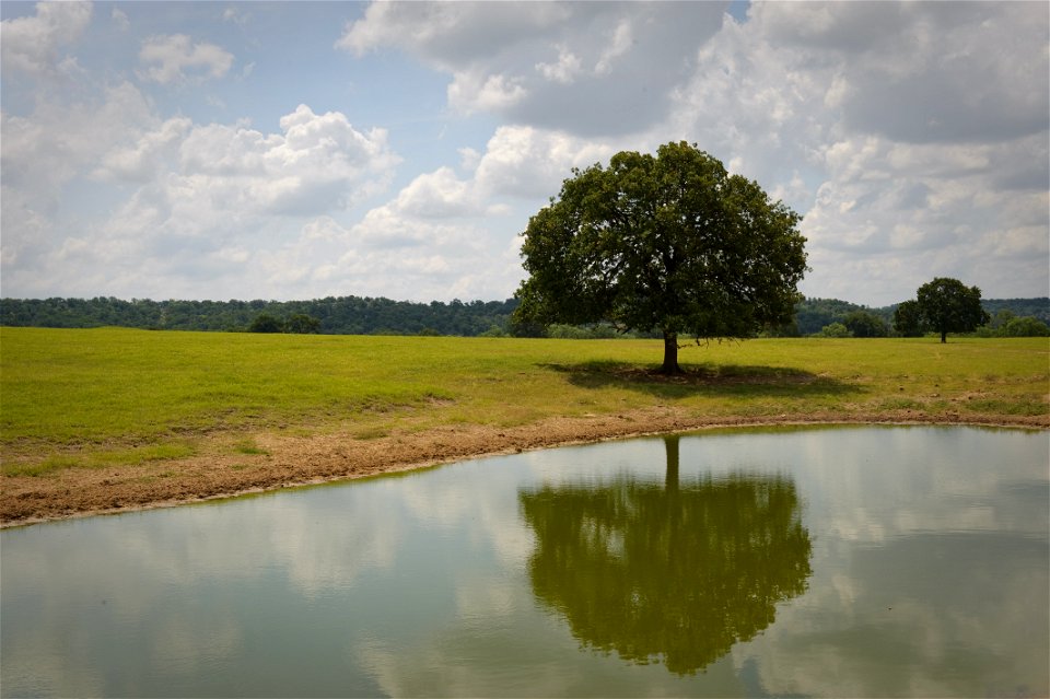 Ponds are commonly used to water both livestock and wildlife.
