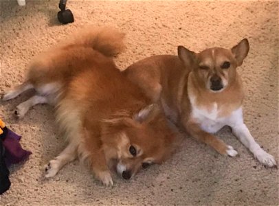 Bandit Mellow Man Chihuahua Dogs
