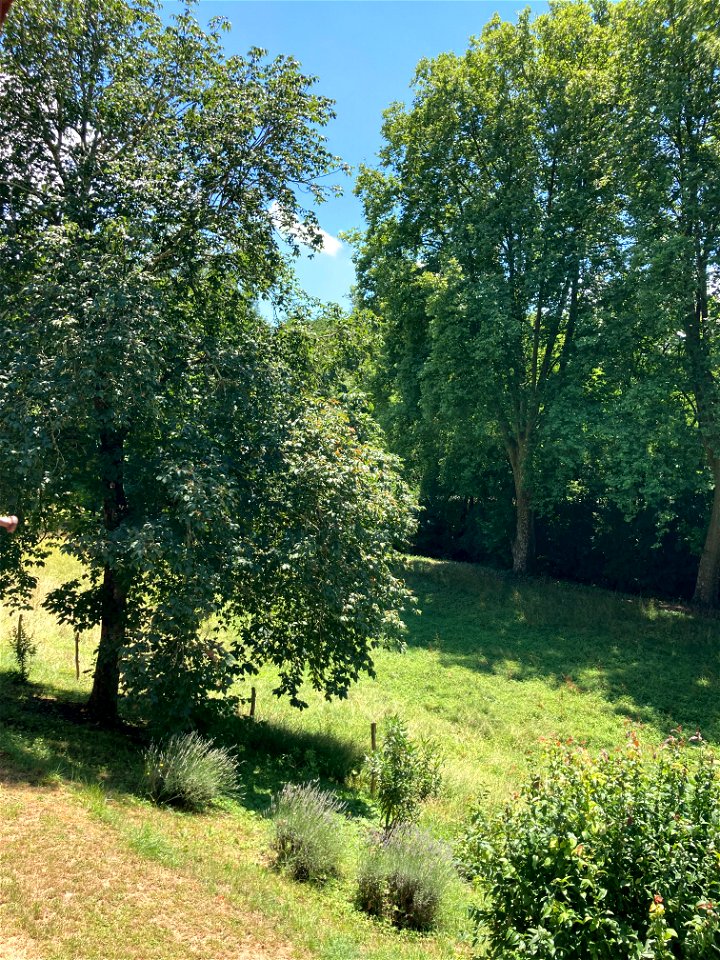 Back garden: Chateau de Trenquelleon, Feugarolles