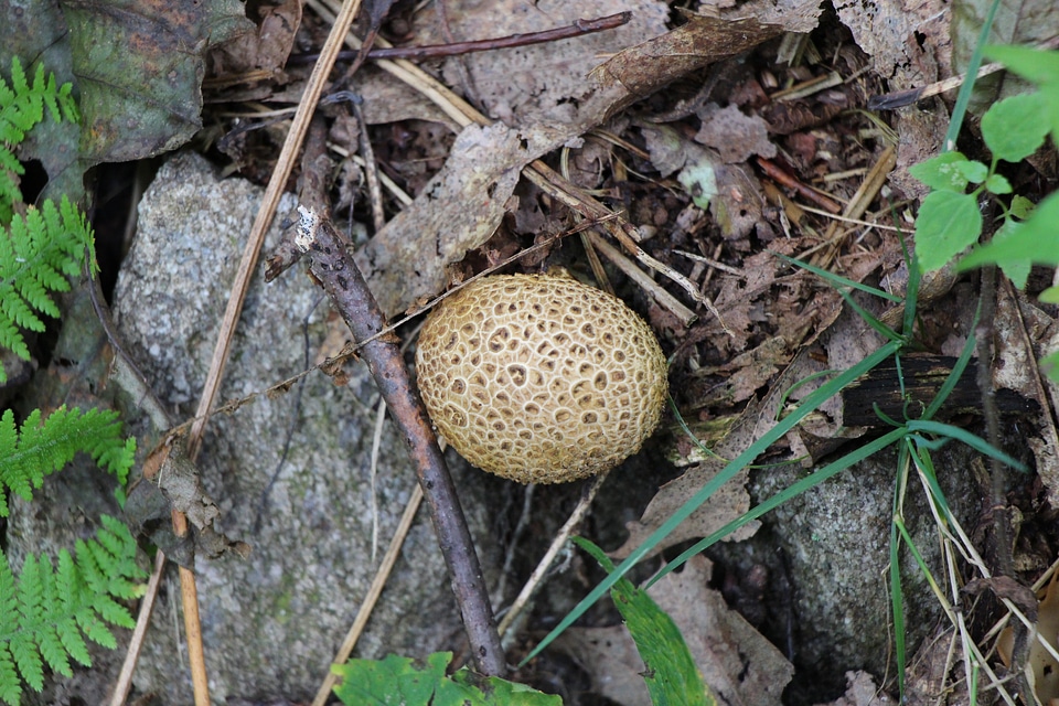 Red mushroom in nature