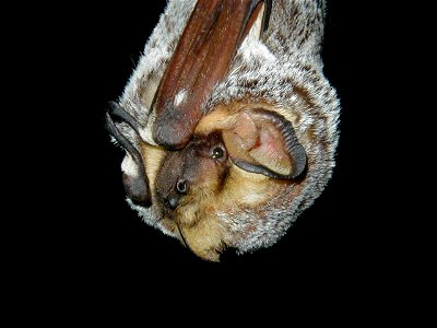 Hoary bat (Lasiurus cinereus)