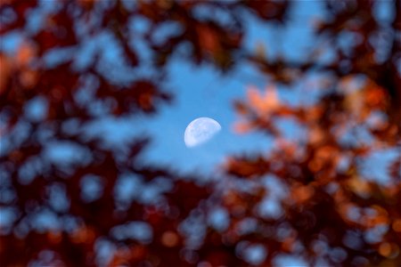 The Moon Through Oak Leaves photo